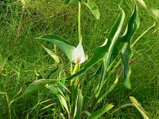 {Peltandra sagittifolia}